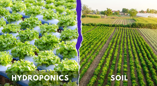 Why Hydroponics? The Future of Sustainable Farming in the Caribbean