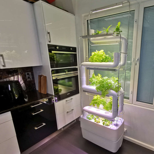 How to Start Your Own Home Hydroponic Garden