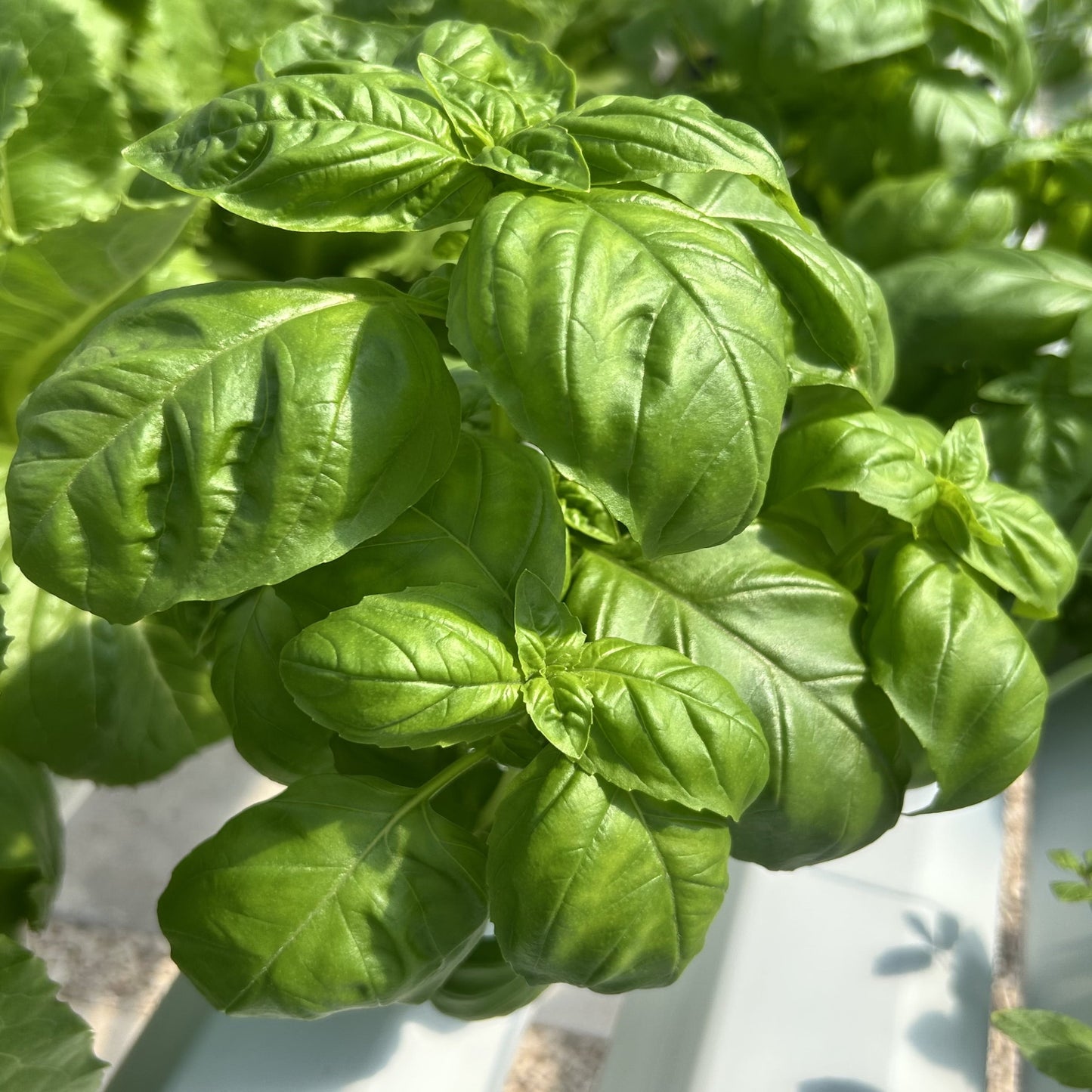Basil