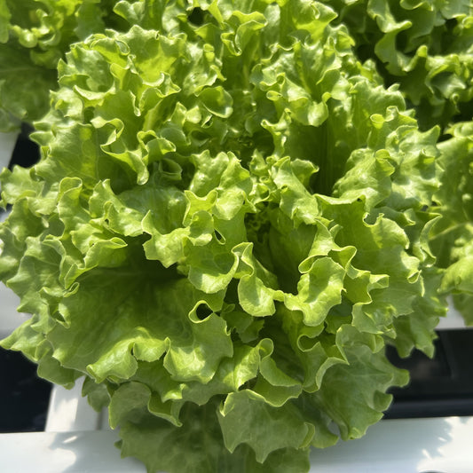 Green Leaf Lettuce