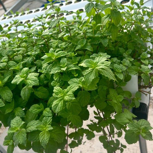 Mint