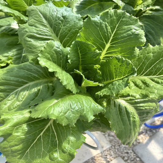 Romaine Lettuce